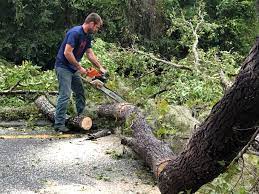 Best Storm Damage Tree Cleanup  in Follansbee, WV
