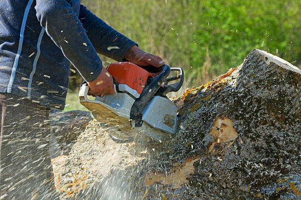 Best Tree Trimming and Pruning  in Follansbee, WV