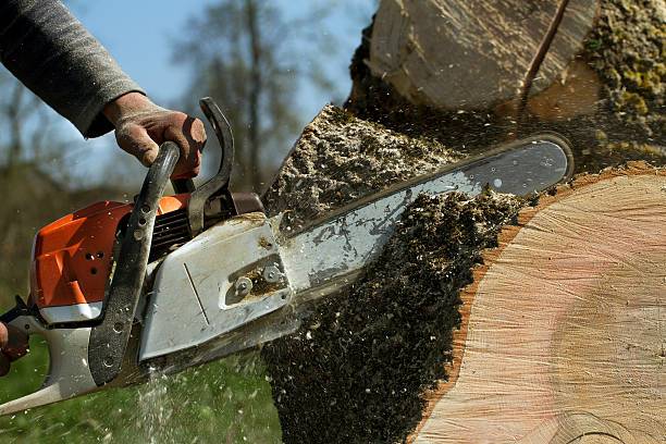 Best Hazardous Tree Removal  in Follansbee, WV